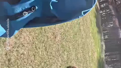 El regalo de una mujer a un castor que quería nadar con ella