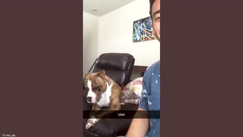 Animals as comedians 🤣🤣