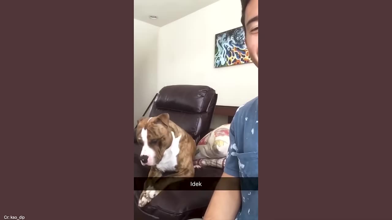 Animals as comedians 🤣🤣