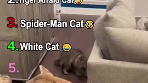 Funny cat reaction