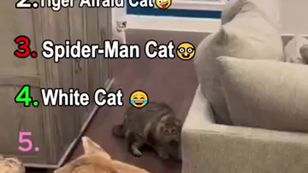 Funny cat reaction
