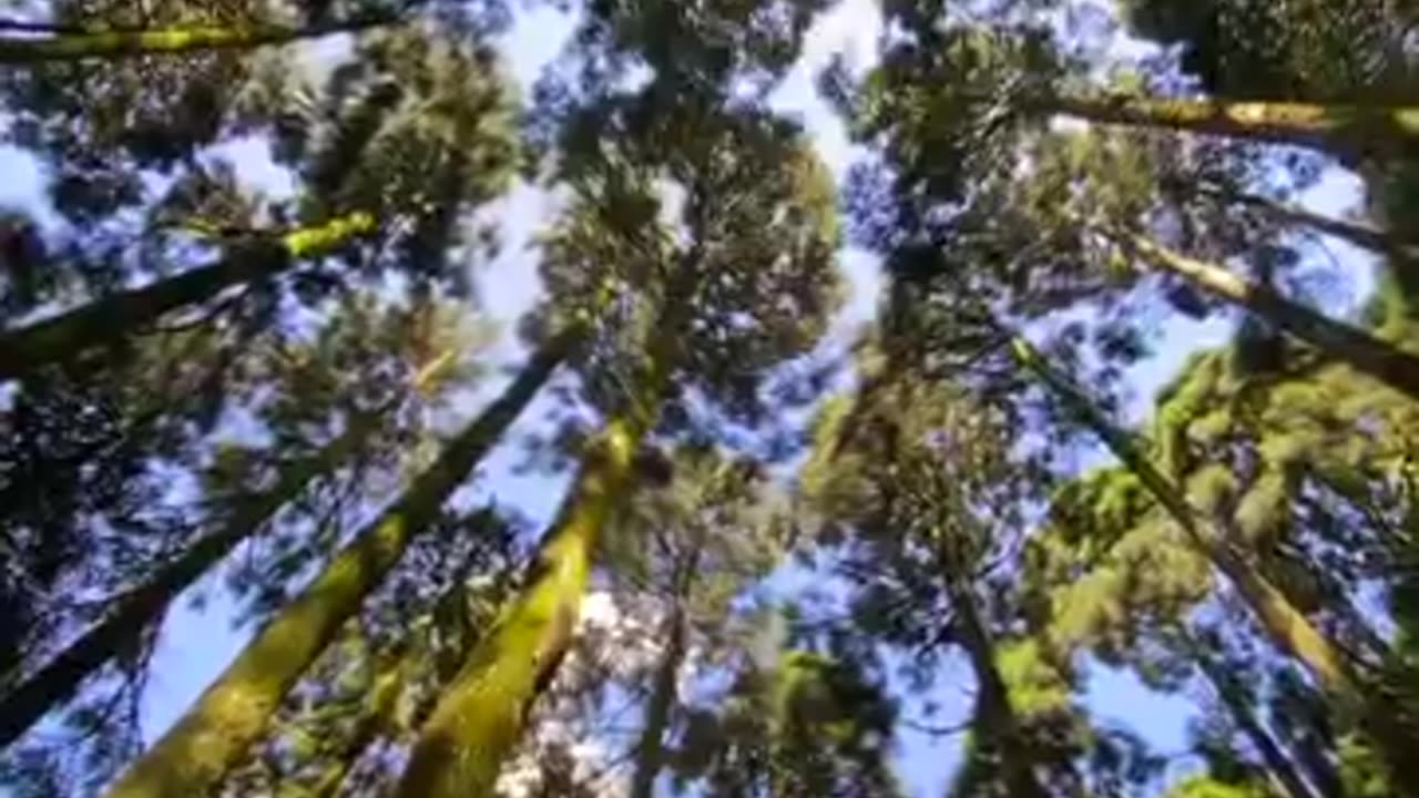 Darjeeling Nepal India Nepal Boarder beauty of Nature