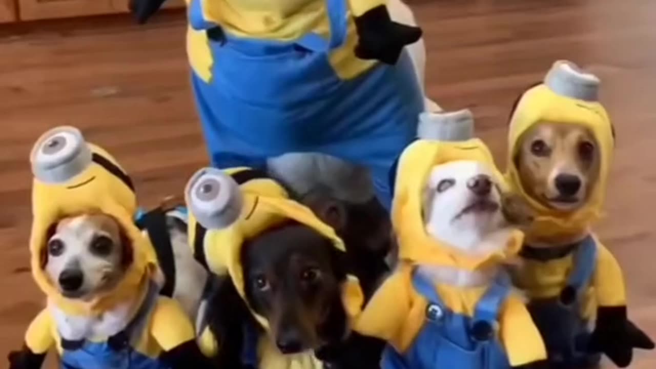 Funny dogs