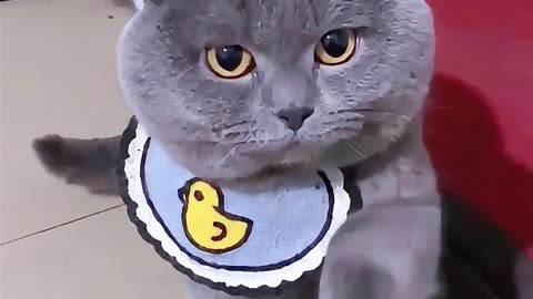 It was never a cat in other people's eyes.