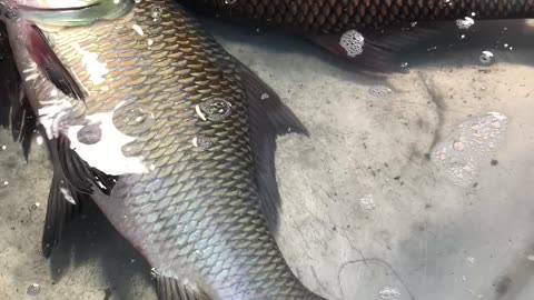 village fish market