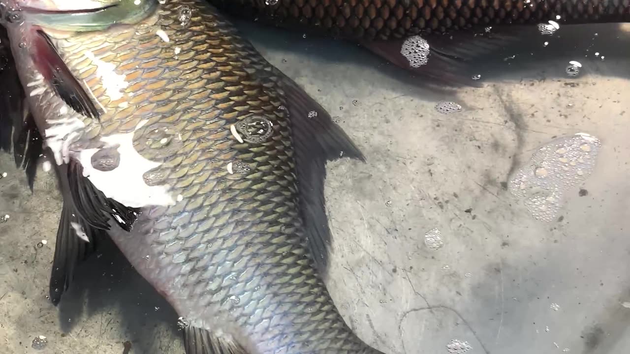village fish market