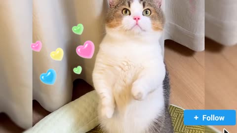 I can Stand Easily Bro😻💪