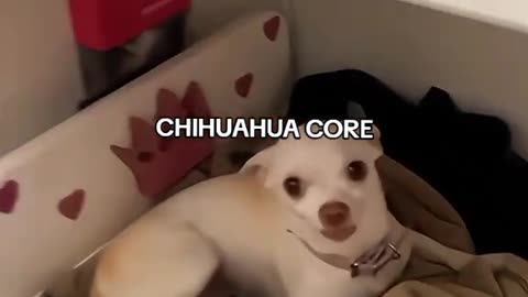 Funny Chihuahua dog video
