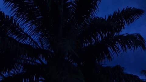 Something’s Out There… Scary Night in the Oil Palm Fields