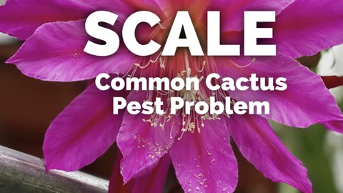 Scale