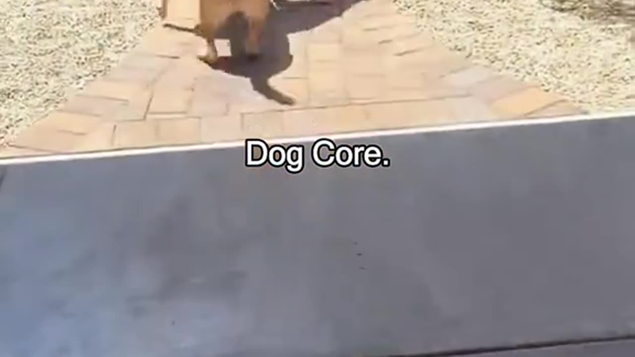 Funny dog😂