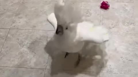 parrot dancing to music 😂