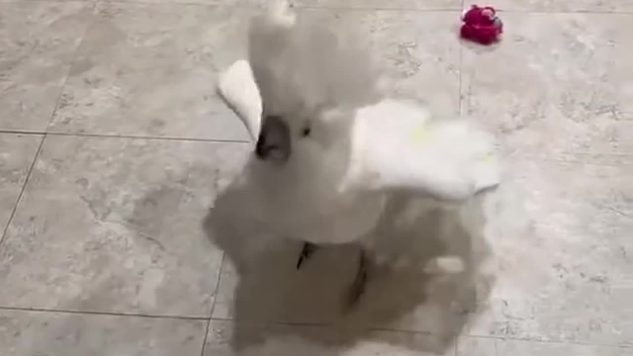 parrot dancing to music 😂