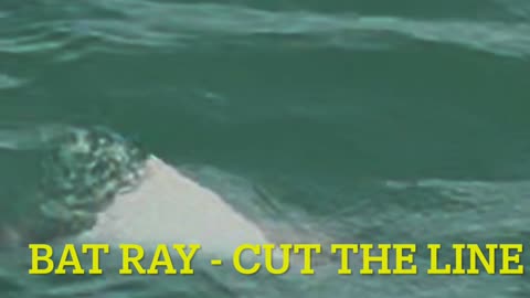 05-29-25 Port Aransas, Tx Bat Ray