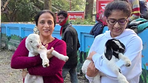 Safe Ayurveda for Furry Friends - Let them Live Long & Healthy