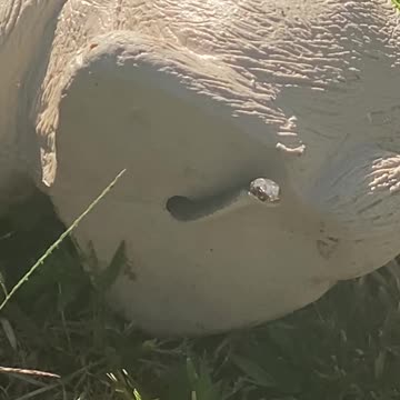 Hide and Seek Champion