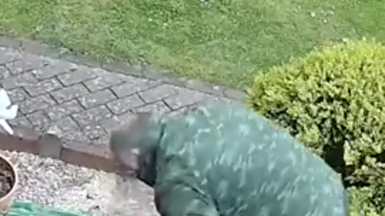 The Moment She Realizes the Haircut is a Disaster!