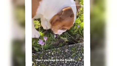 FUNNIEST🤣 ANIMAL VIDEOS | TRY NOT TO LAUGH😁