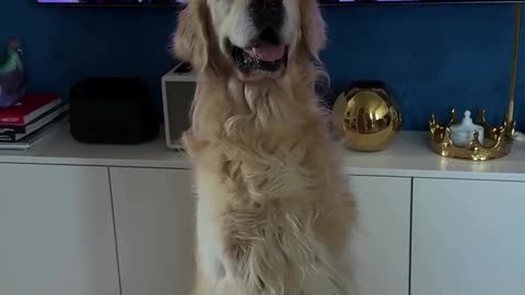 Bro also wants to celebreate this day
