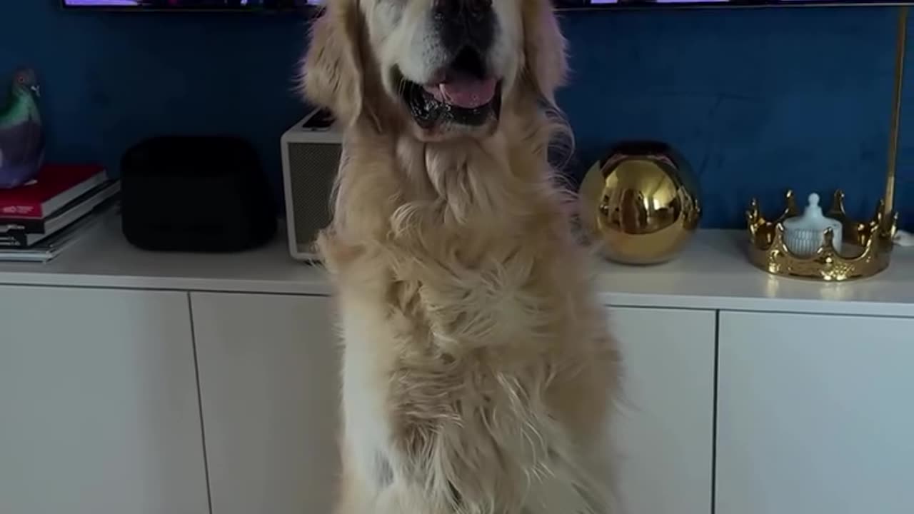Bro also wants to celebreate this day