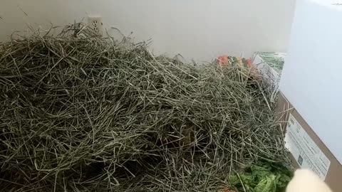 WATCH THIS!