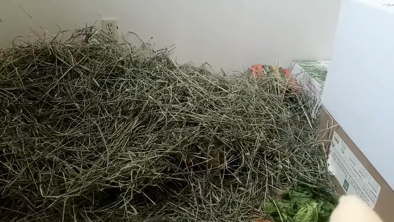 WATCH THIS!