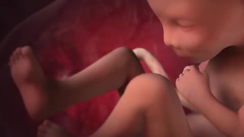 Fetal Development 3D Animation