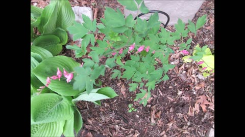 Beautiful Pink Hearts Bleeding Hearts May 2025
