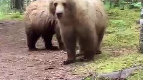 Viral: Close Encounter With Alaskan Brown Bears || ViralHog
