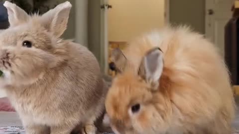 Two adorable bunnies eating together – cutest bunny buddies ever! 🐇💕