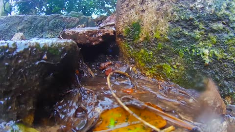 De cerca unas pequeñas corrientes de agua bajo la lluvia mansa - Tacuarembó, tarde del 03/09/2025
