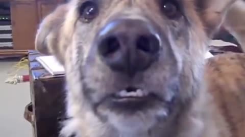 If you love dogs see this and laugh.
