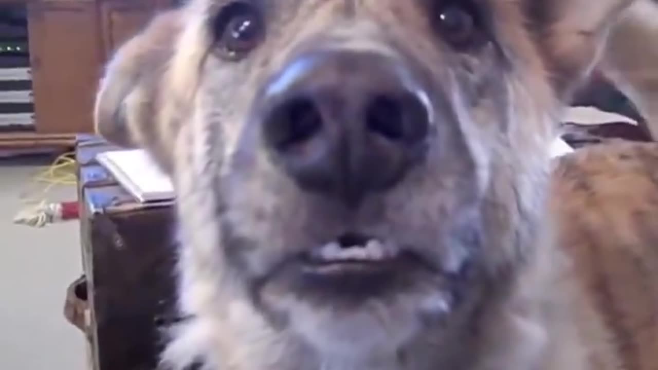 If you love dogs see this and laugh.