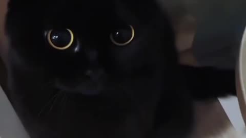 who dares to challenge the kitten king?