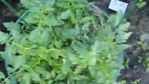 GROW A GARDEN THIS YEAR!