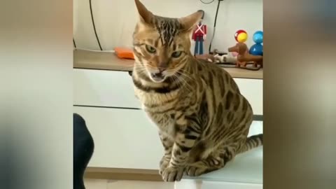 TOP 50 MOST POPULAR FUNNY ANİMAL VİDEOS!!!