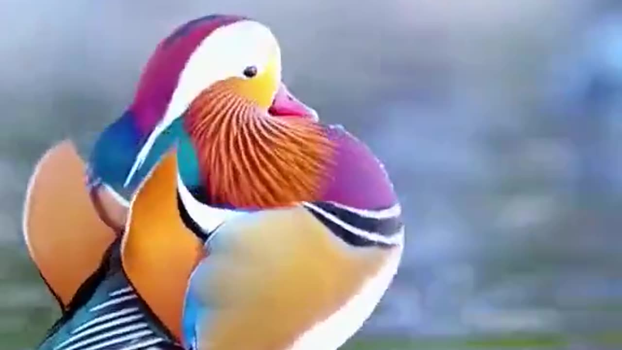 The beautiful Mandarin duck
