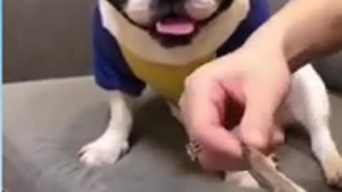 FUUNY DOG