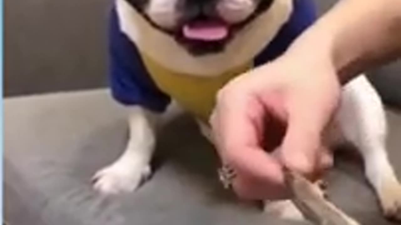 FUUNY DOG