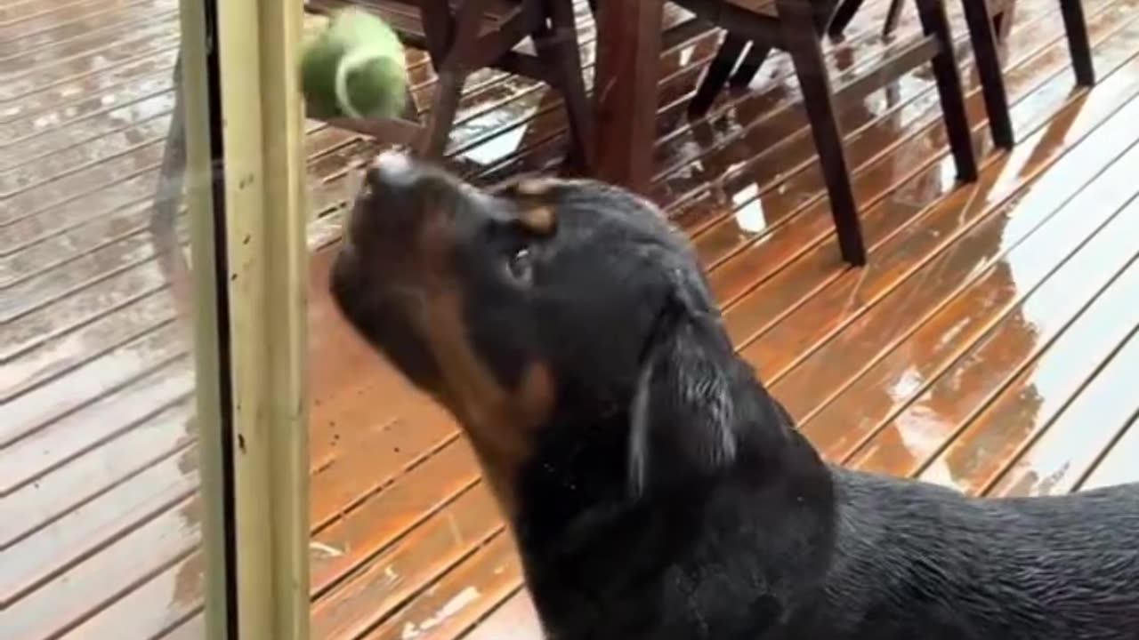 rottweiler playing with the ball — too funny! 😂