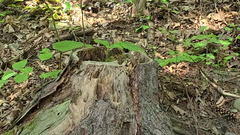 Treman Park Gorge Trail Ascent: Part 1