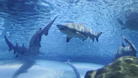 Sharks at Ripley's Aquarium Toronto