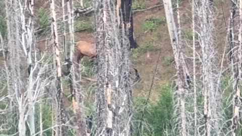 Swarovski EL Range In the Field