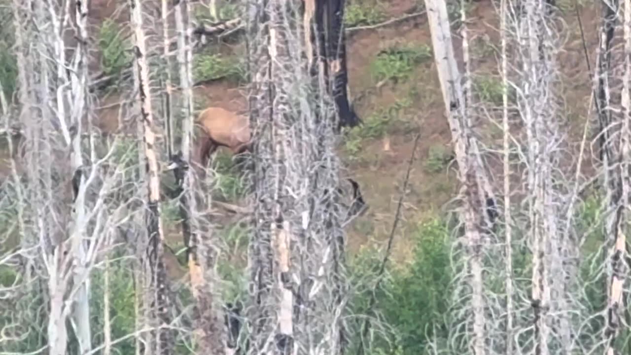 Swarovski EL Range In the Field