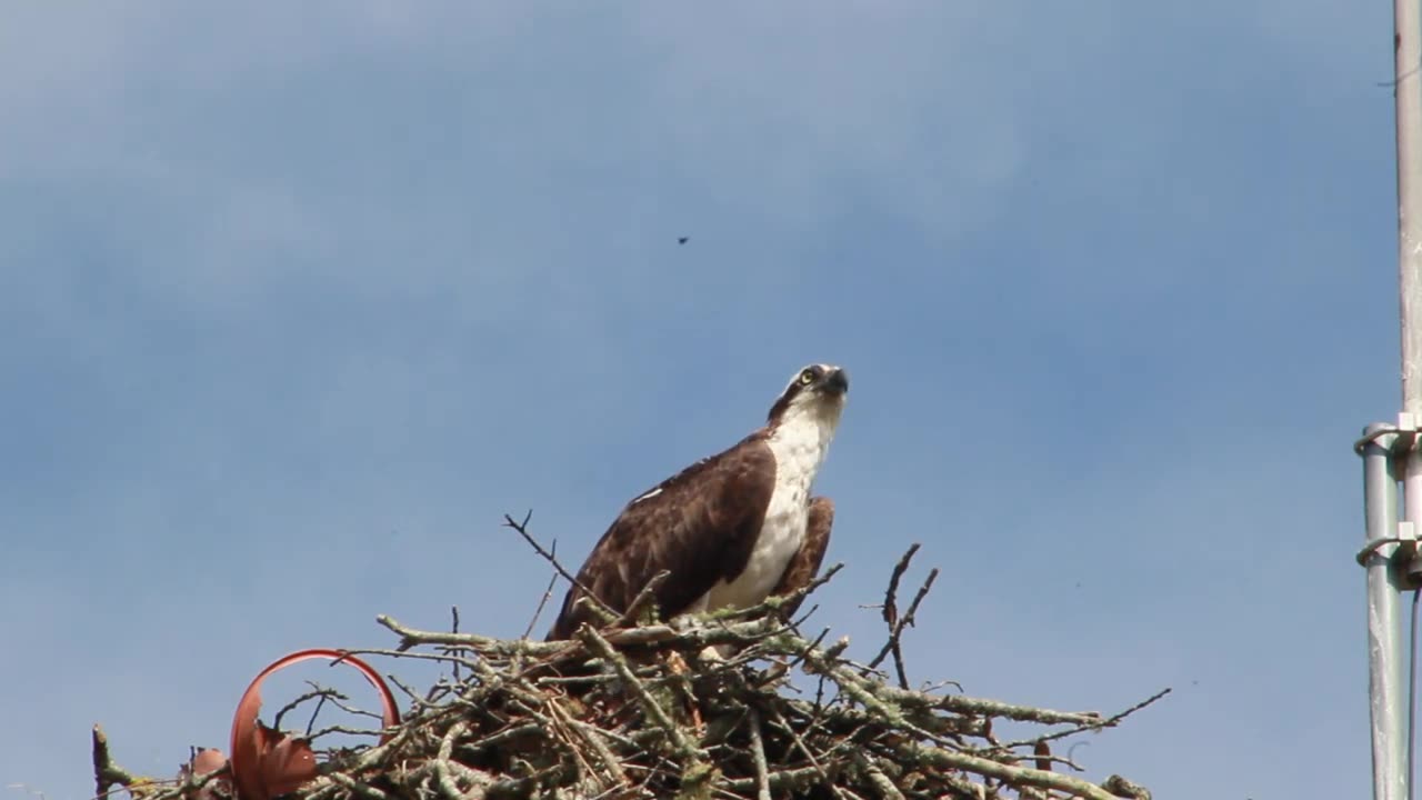 Ospreys Up Close