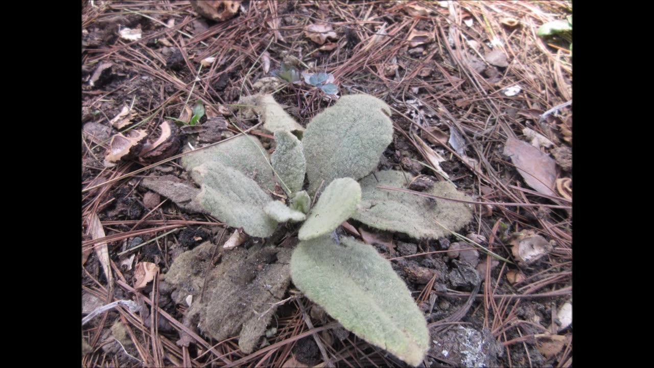 Symbol Of Courage Mullein April 2023
