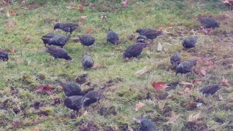 Happy Birds 🐦‍⬛🐦‍⬛🐦‍⬛2025-12-29