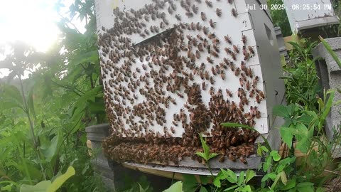 Bees on a Wednesday