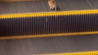 😂💨 You Won't Believe This Stair Climb Attempt! | FunFM