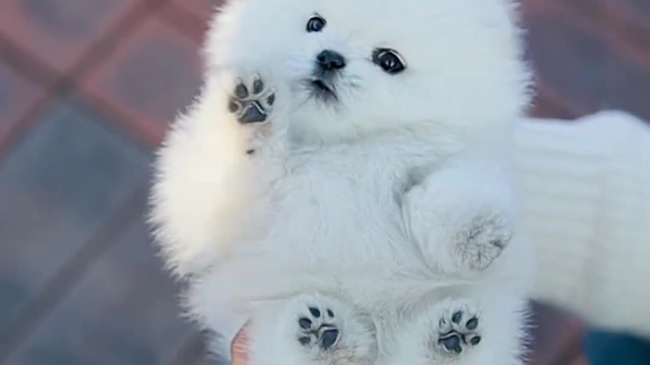 "So small, such a cute snow-white puppy"